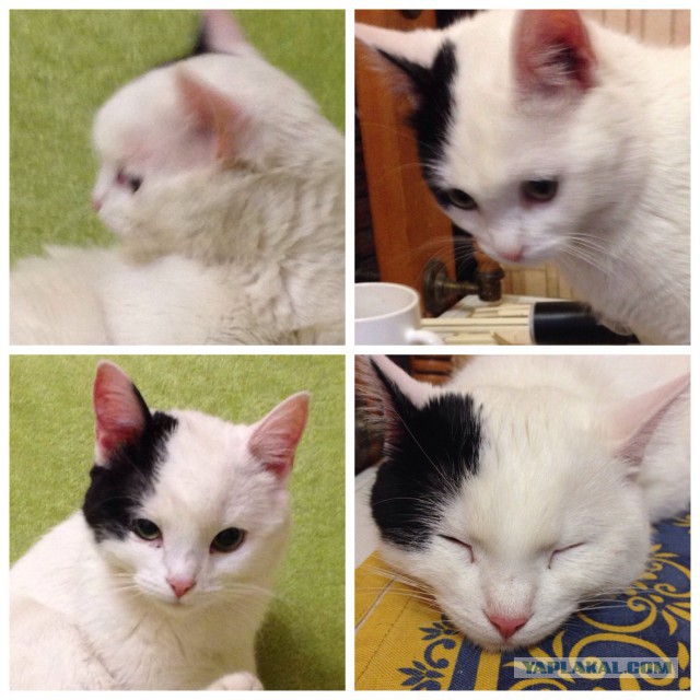 Котовторник 04.03.2014