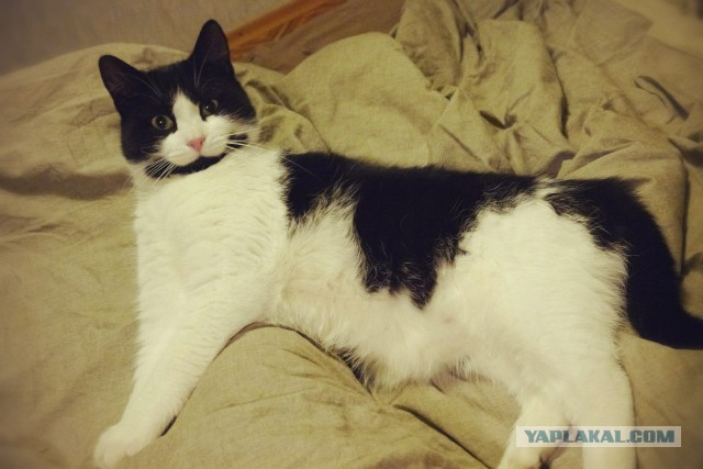 Котовторник 05.03.13