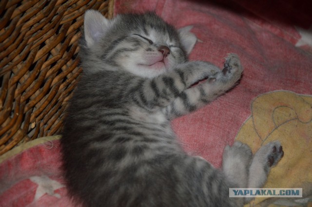 Спят усталые котейки :)