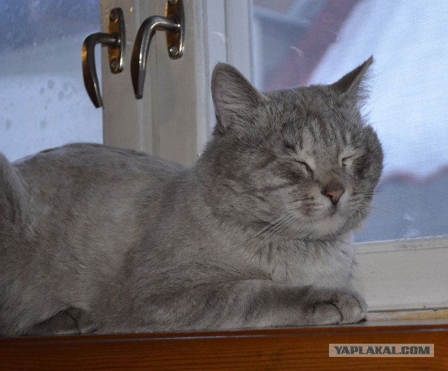 Котовторник 29.04.14.