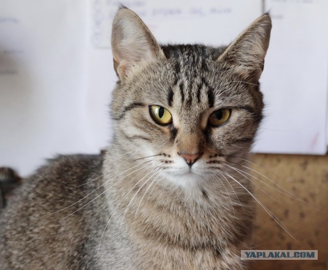 Котовторник