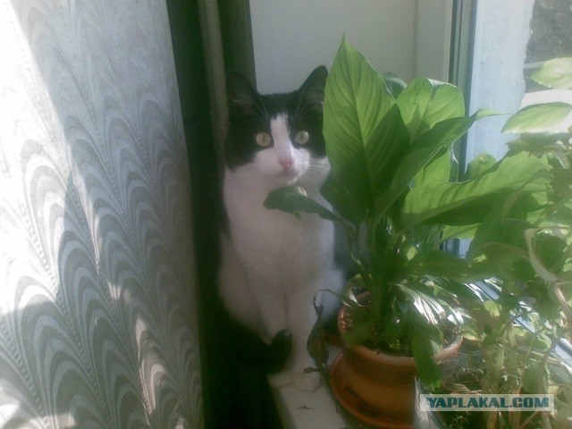 Котовторник