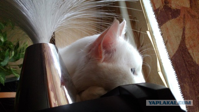 Котовторник 28.04.2015