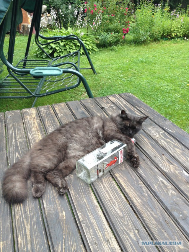 Котовторник