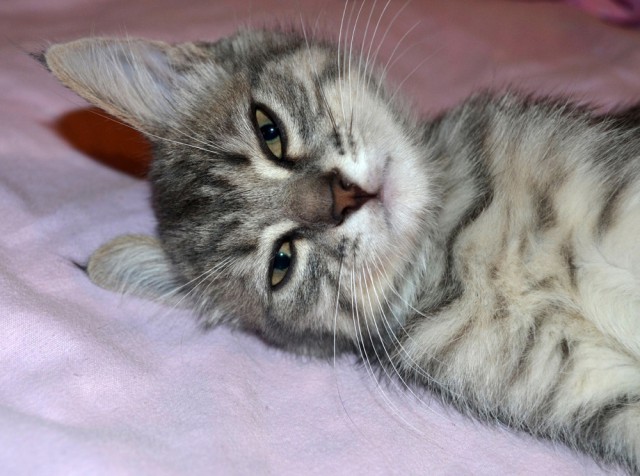 Котовторник  21.07.2015