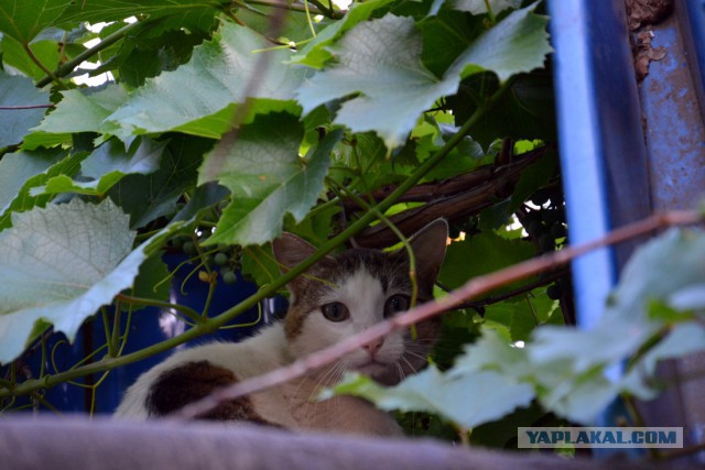 Котовторник 28.07.2015