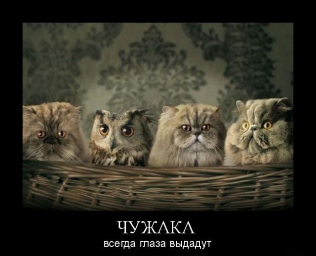 Картинки из инета