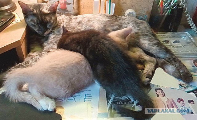 Отдадим котят в добрые руки
