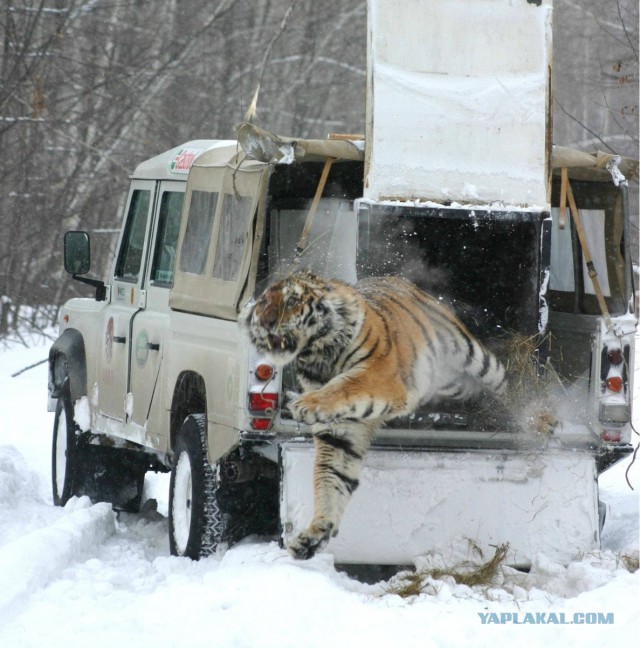 Картинки разные