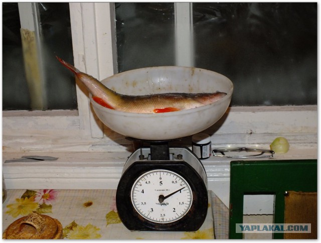 Засолка окуня.