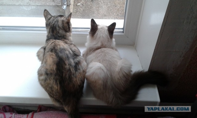 Котовторник 26.01.2016