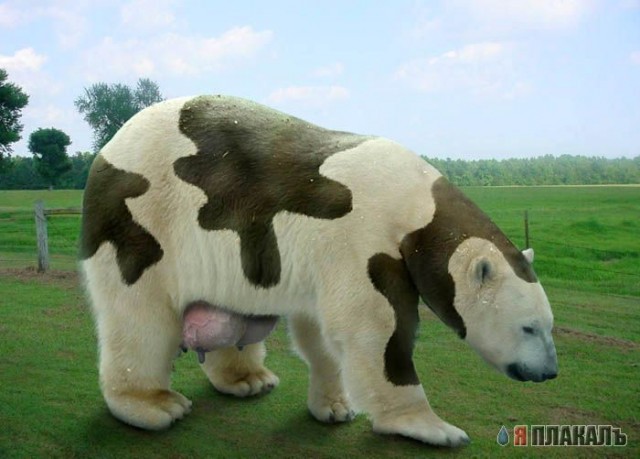 Фотожабные звери и насекомые