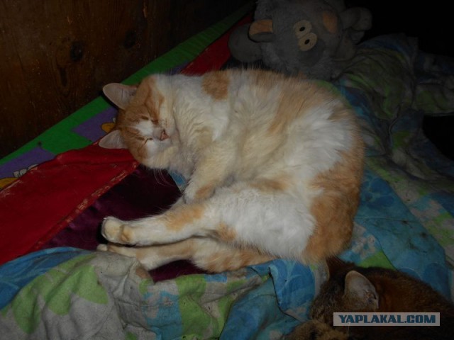 Жизнь домашнего приюта для котеек 101