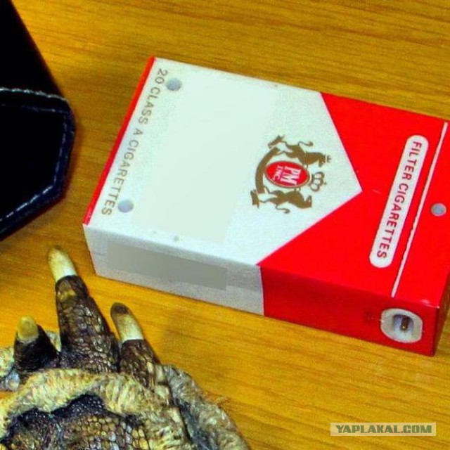 Запрещенные предметы, конфискованные в аэропортах