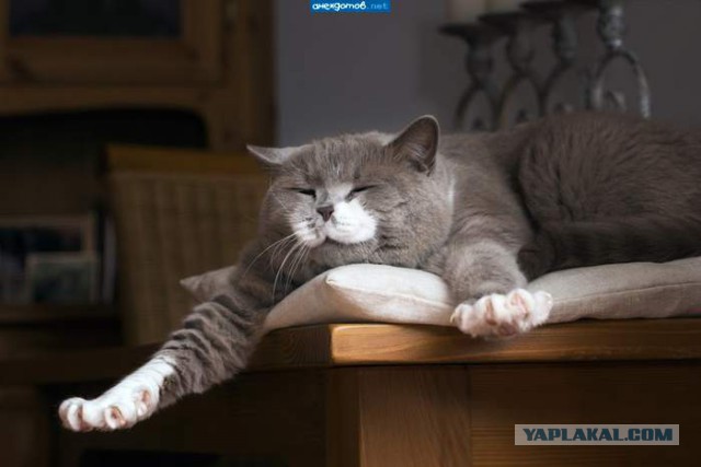 Мой зевающий кот
