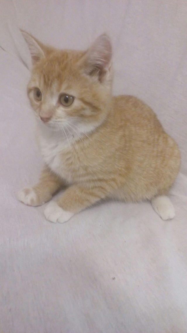 Коты из сети