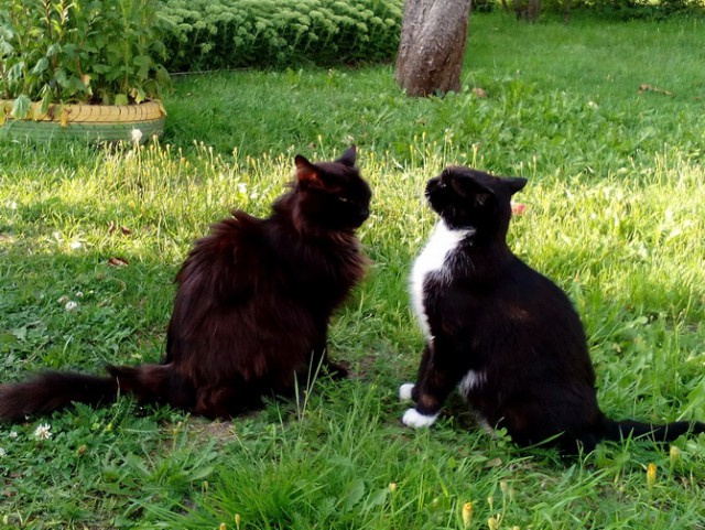 Котовторник 21.02.2017