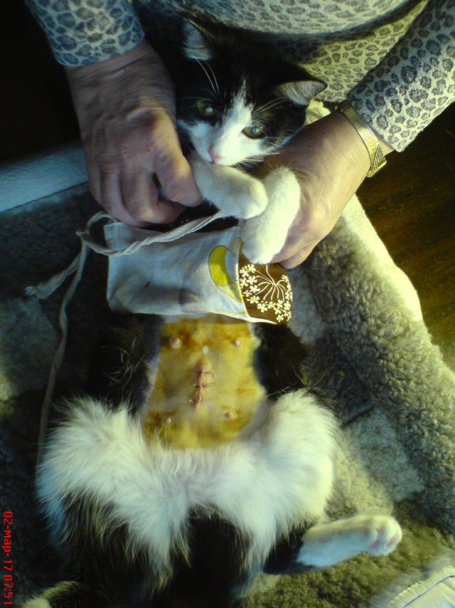 Кошкин день