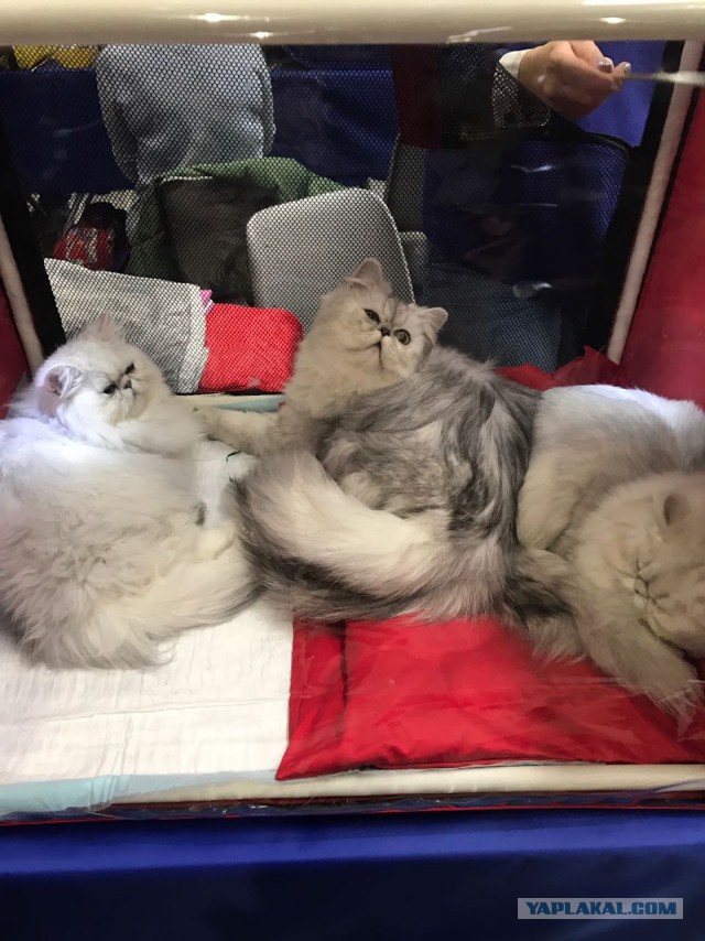 В Москву съехались коты