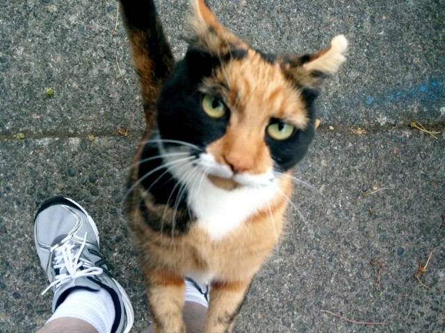 Коты и Кошки