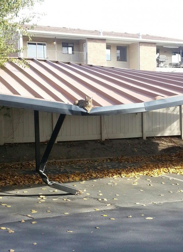 Коты и Кошки