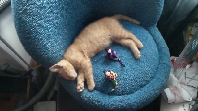 Коты и Кошки