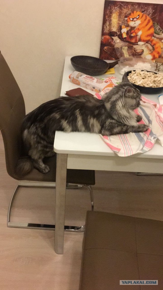 Осеннему котовторнику быть!