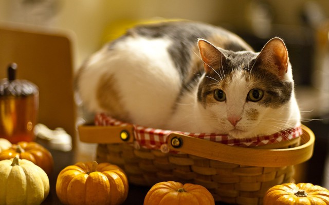 Коты и Кошки