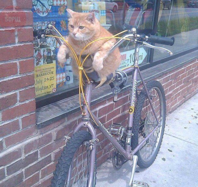 Коты и Кошки
