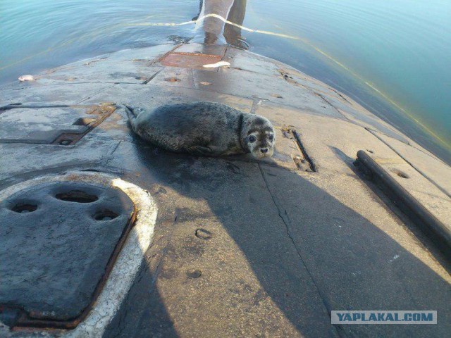 Иногда к нам приходят странные гости