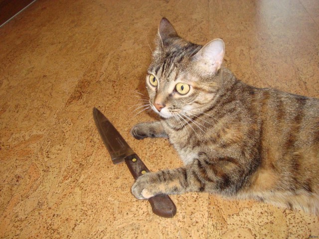 Коты и Кошки