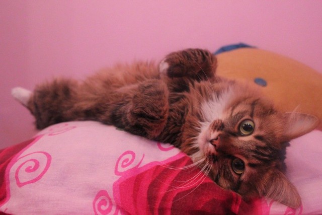 Коты и Кошки