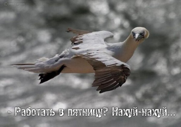 Поздравляю с пятницей!