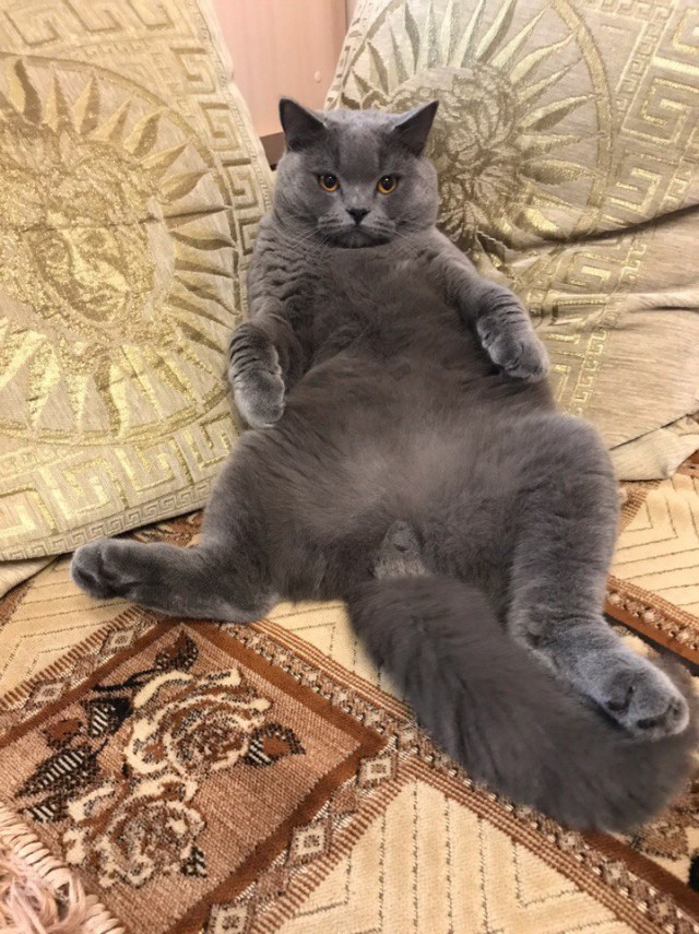 Живность из сети