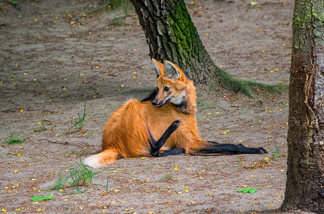 Странные животные