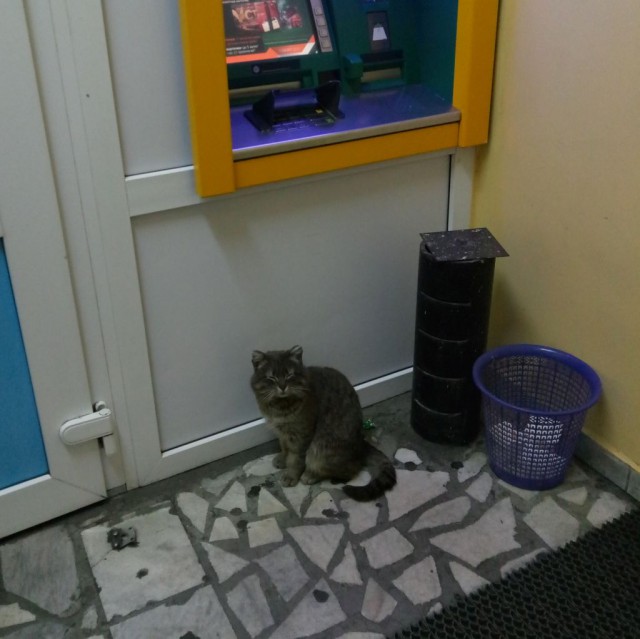 Котовторник ждали? А вот и он!
