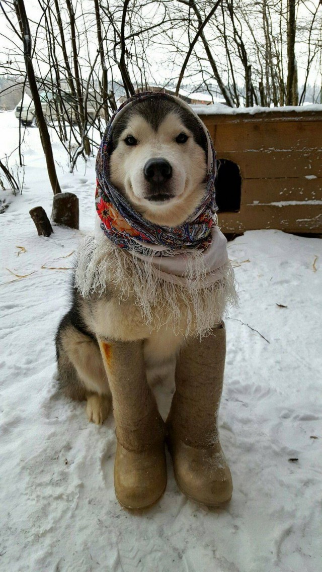 Живность из сети