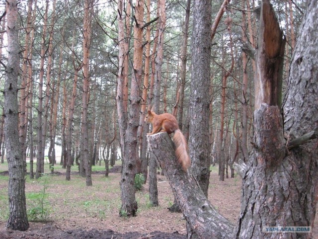 Знакомство с белкой в лесу