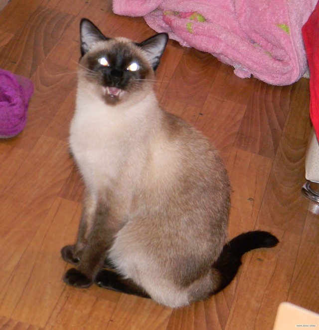 Котовторник  07.06.11