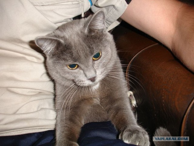 Котовторник! 11.10.11