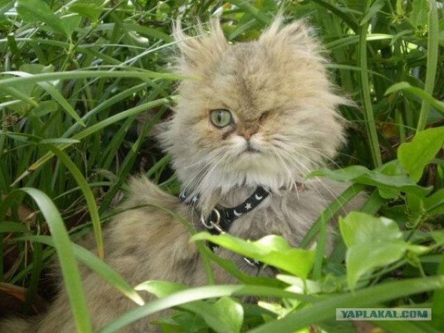 Ну и где ваш котовторник?