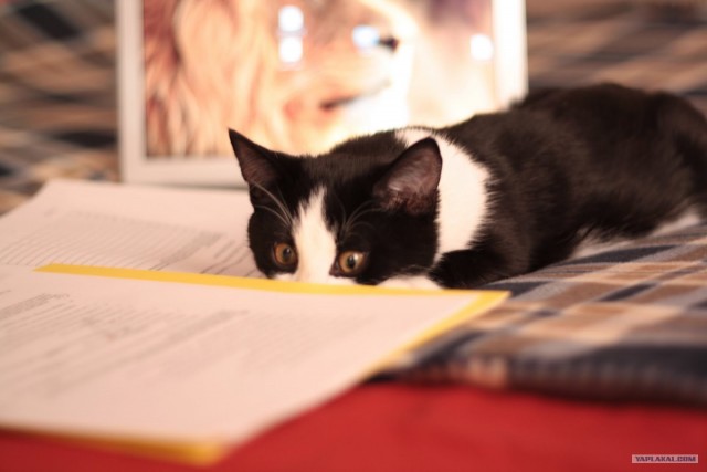 Котовторник (07.02.2012)