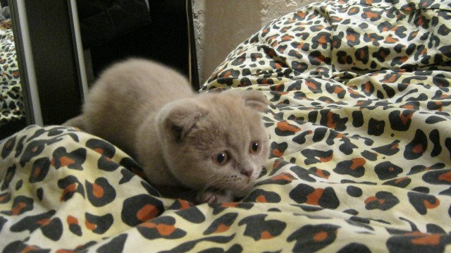 Котовторник (21.02.2012)