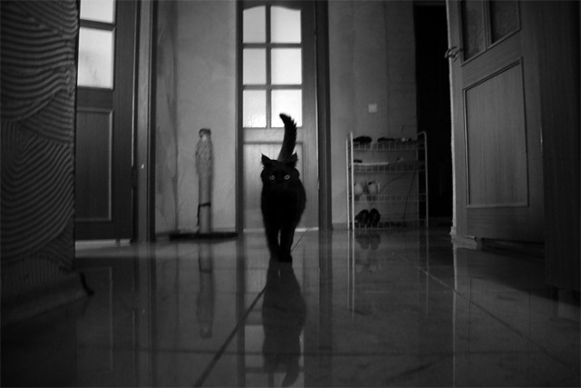 Котовторник 20.03.2012