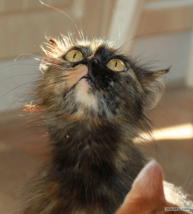 Котовторник 27.03.2012