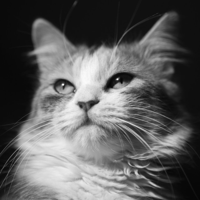 Котовторник  12. 06. 2012