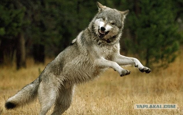 Шесть лет жизни с волками