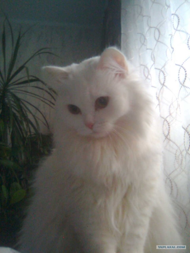 Котовторник 30.10.2012