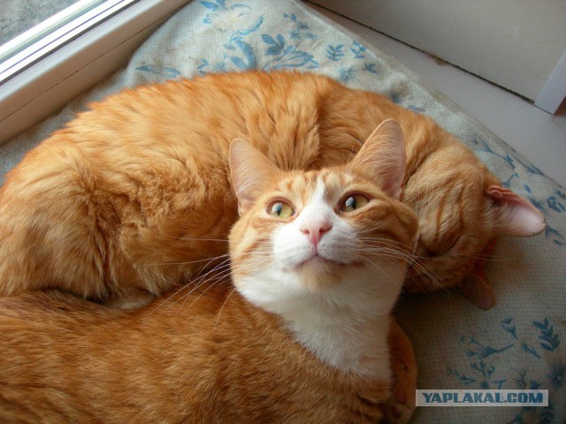 Котовторник 26.02.2019