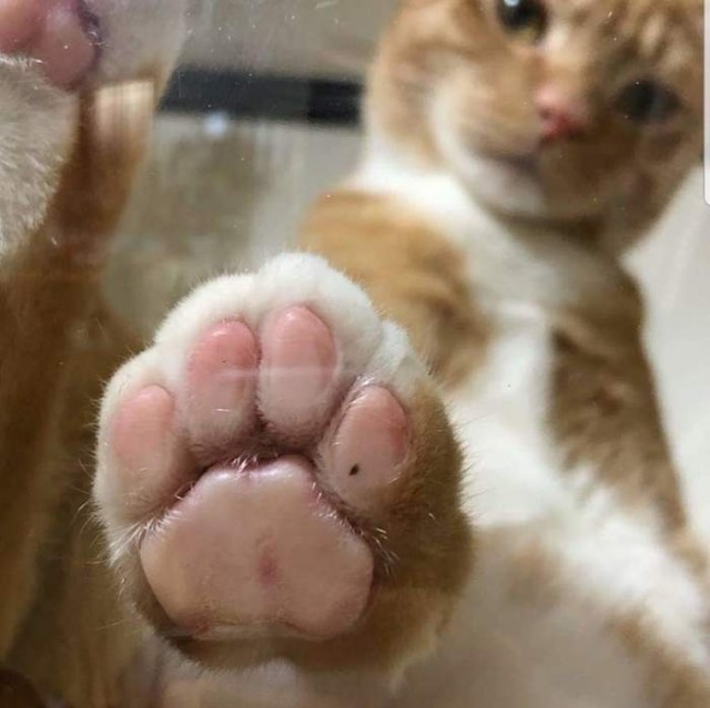 Прикольных котов пост